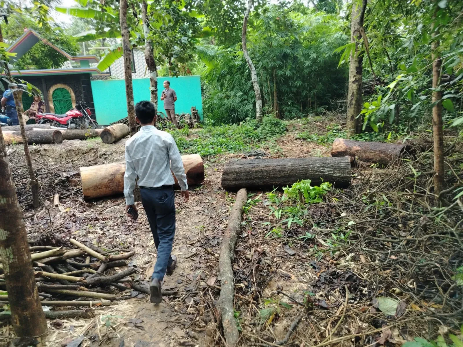বাগানের মাটিতে পড়ে থাকা কাটা গাছের বড় গুঁড়ি ও ডালপালা, পাশ দিয়ে হেঁটে যাচ্ছেন একজন