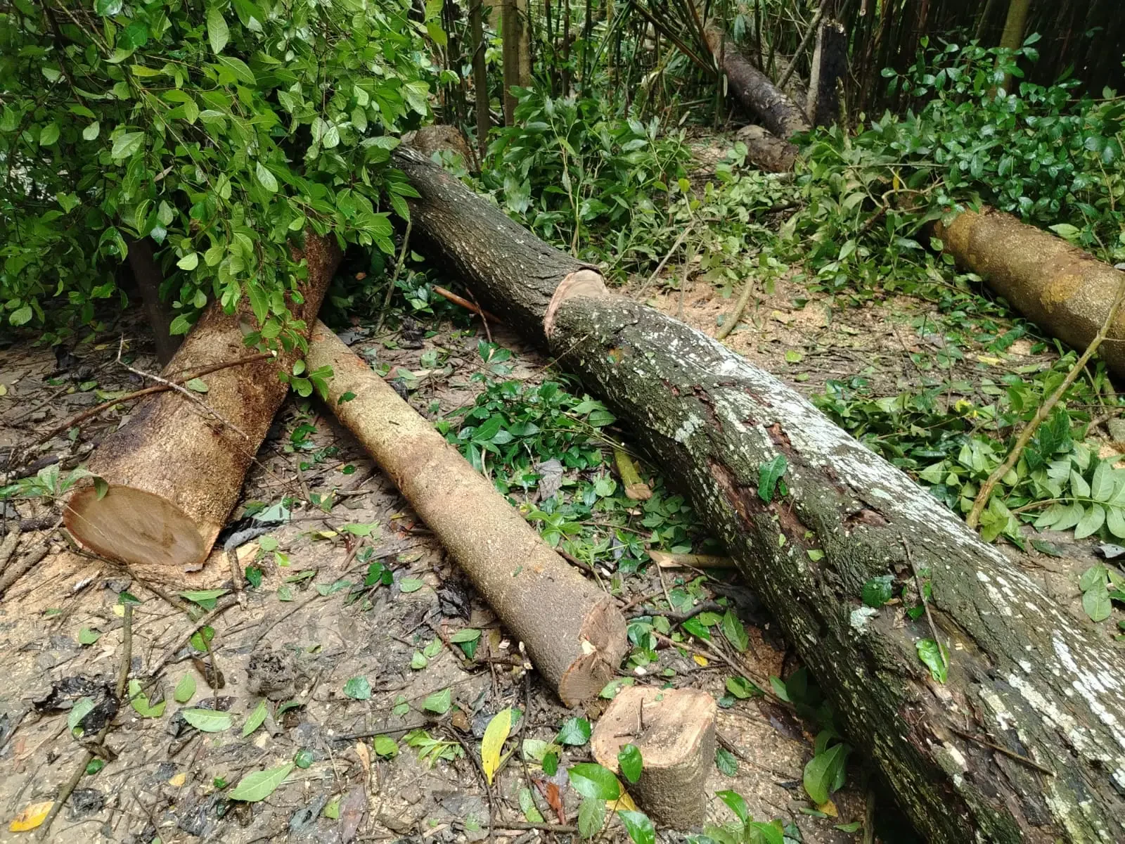 মাটিতে পড়ে থাকা কয়েকটি কাটা গাছের কাণ্ড ও পাতাসহ ডাল